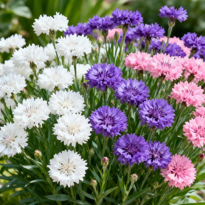 Turn Your Yard Into a Blooming Cornflower Paradise 🌼